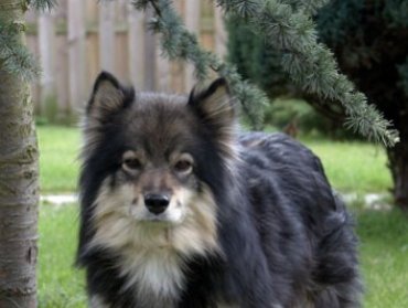 Finse lappenhond