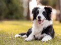 Afbeelding van Bordercollie