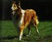 Afbeelding van Schotse herdershond - Collie