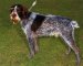 Afbeelding van Duitse staande hond (draadhaar)