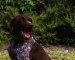 Afbeelding van Duitse staande hond (korthaar)