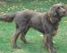 Afbeelding van Duitse staande hond (langhaar)