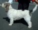 Afbeelding van Grand Basset griffon vendéen