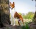 Afbeelding van Basenji