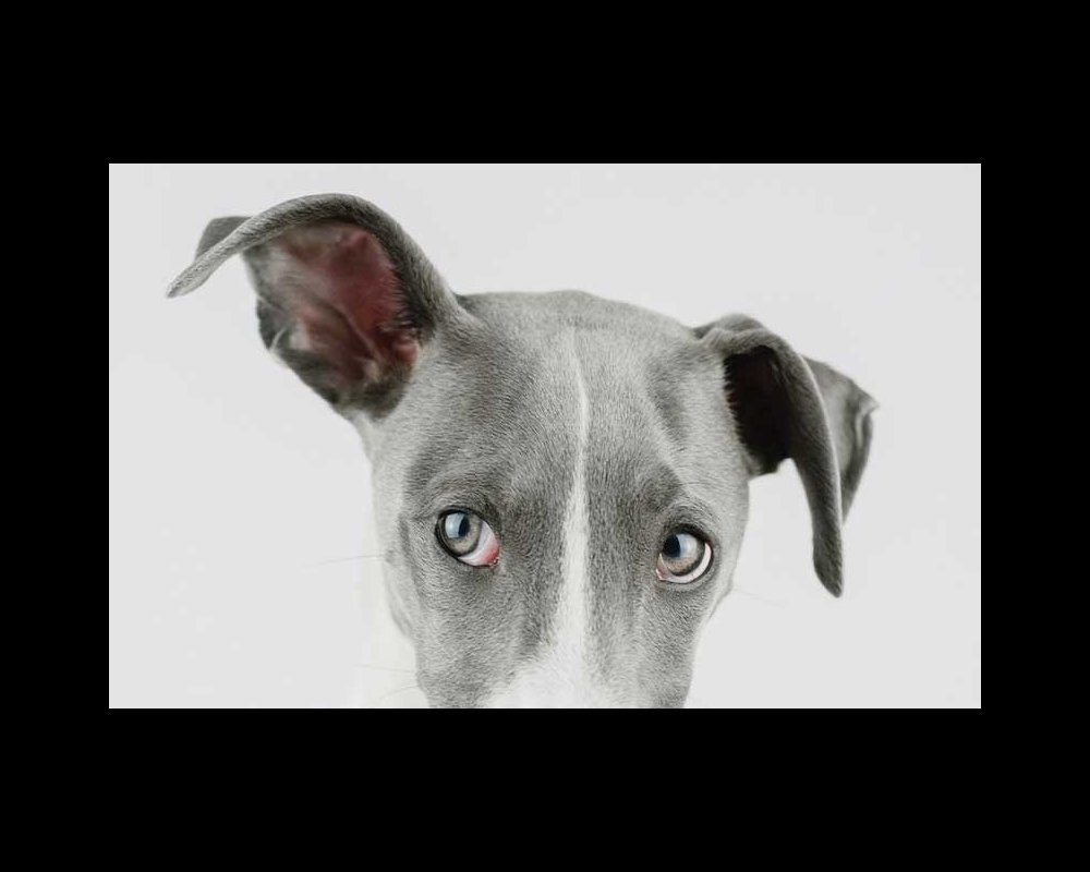 Hoe maak ik de oren van mijn hond schoon? Leer het hier! - Hondencentrum