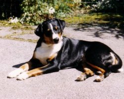 Appenzeller sennenhond