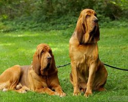 Bloedhond