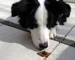 Bordercollie