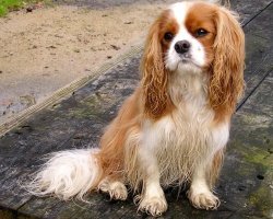 Cavalier King Charles-spaniël