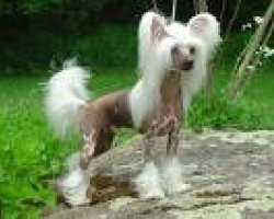 Chinese gekuifde naakthond