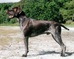Duitse staande hond (korthaar)