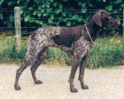 Duitse staande hond (korthaar)