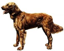 Duitse staande hond (langhaar)
