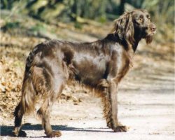 Duitse staande hond (langhaar)