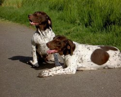 Gammel Dansk Hønsehund