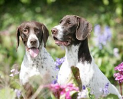 Gammel Dansk Hønsehund