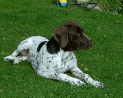 Gammel Dansk Hønsehund