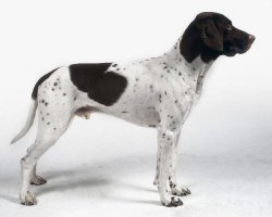 Gammel Dansk Hønsehund