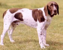 Gammel Dansk Hønsehund