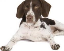 Gammel Dansk Hønsehund