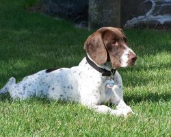 Gammel Dansk Hønsehund