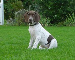 Gammel Dansk Hønsehund