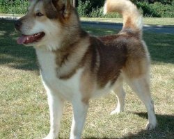Groenlandse hond