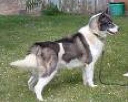 Groenlandse hond