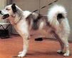 Groenlandse hond