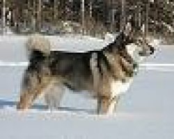 Oostsiberische laika