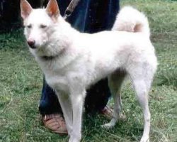 Oostsiberische laika