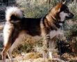 Oostsiberische laika