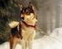 Oostsiberische laika