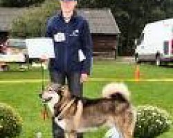 Oostsiberische laika