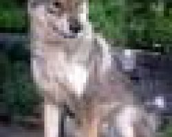 Oostsiberische laika