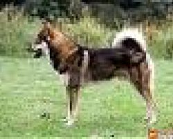 Oostsiberische laika
