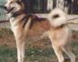 Oostsiberische laika