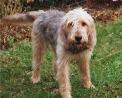 Otterhound