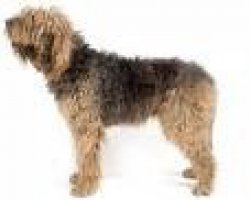 Otterhound