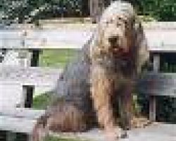 Otterhound