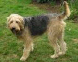 Otterhound