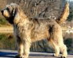 Otterhound