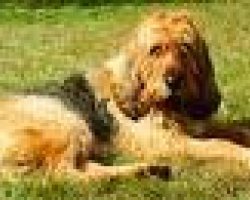 Otterhound