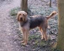 Otterhound