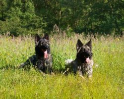 Shiloh Shepherd