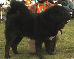 Tibetaanse mastiff - Do-khyi