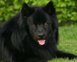 Zweedse lappenhond