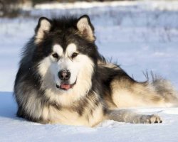 Alaskan-malamute