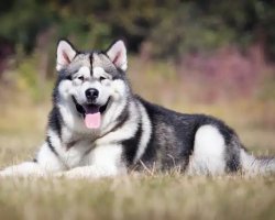 Alaskan-malamute