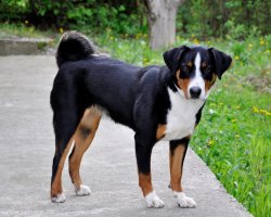 Appenzeller sennenhond